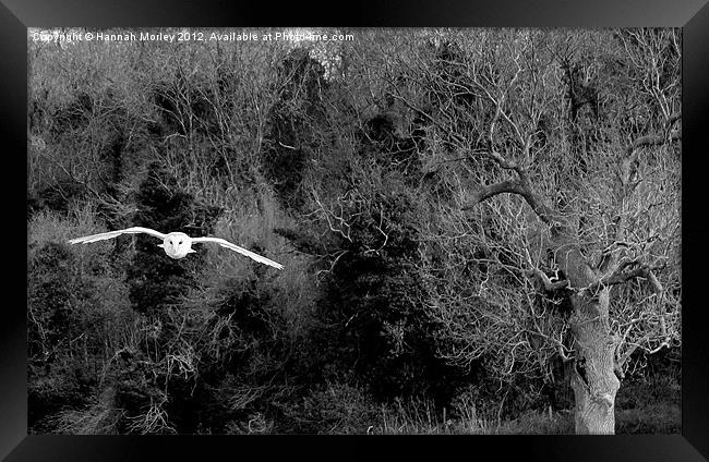 Barn Owl in Flight Framed Print by Hannah Morley