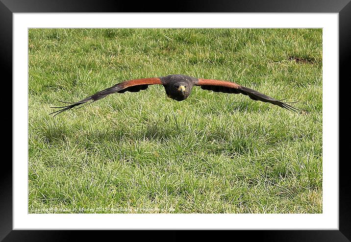 Harris hawk in Flight Framed Mounted Print by Hannah Morley