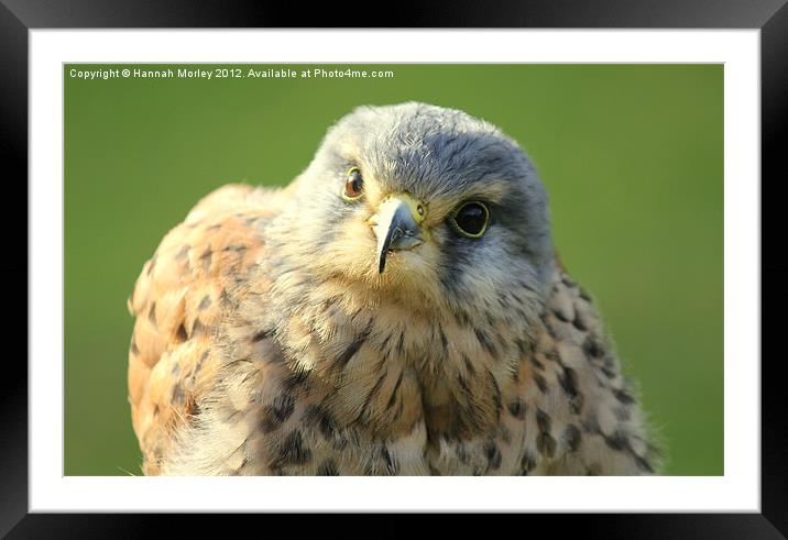 Male American Kestrel Framed Mounted Print by Hannah Morley