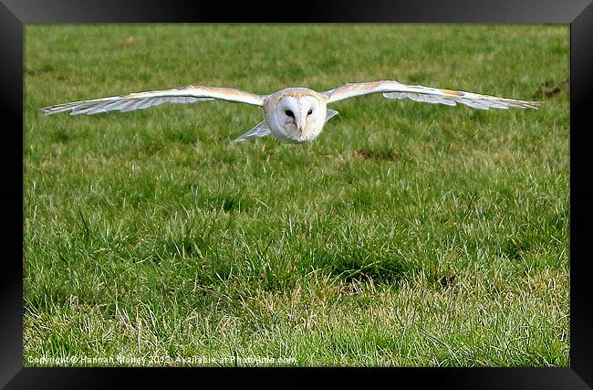 Barn Owl in Flight Framed Print by Hannah Morley