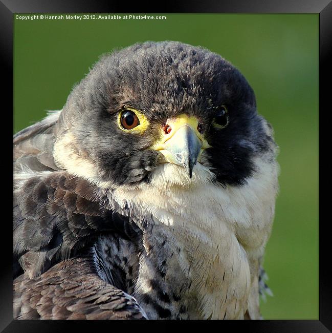 Peregrine Falcon Framed Print by Hannah Morley