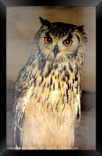 Eurasian Eagle Owl Framed Print by Hannah Morley