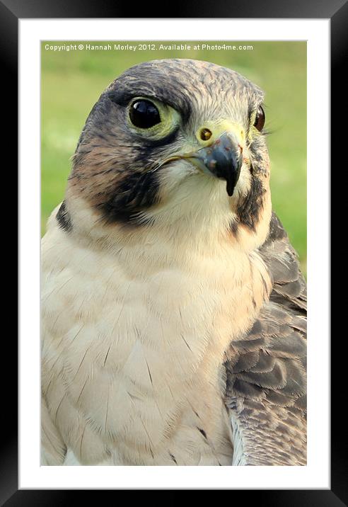 Hybrid Falcon Framed Mounted Print by Hannah Morley