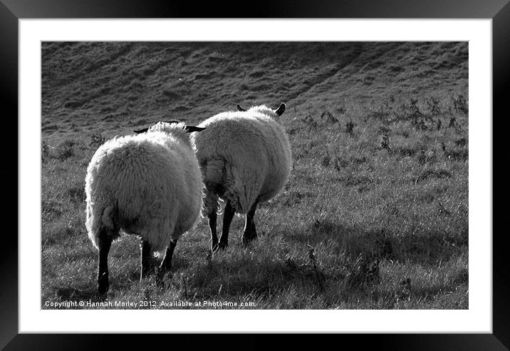 Two Ewes! Framed Mounted Print by Hannah Morley