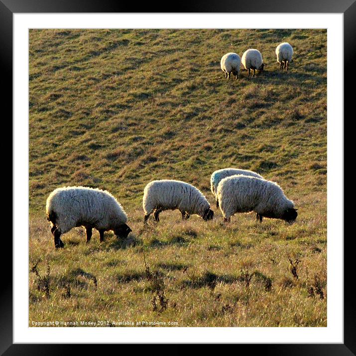 Ewes Grazing at Sunrise Framed Mounted Print by Hannah Morley