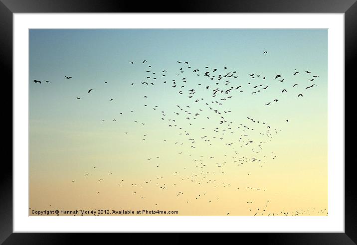 Flock of Seabirds Framed Mounted Print by Hannah Morley