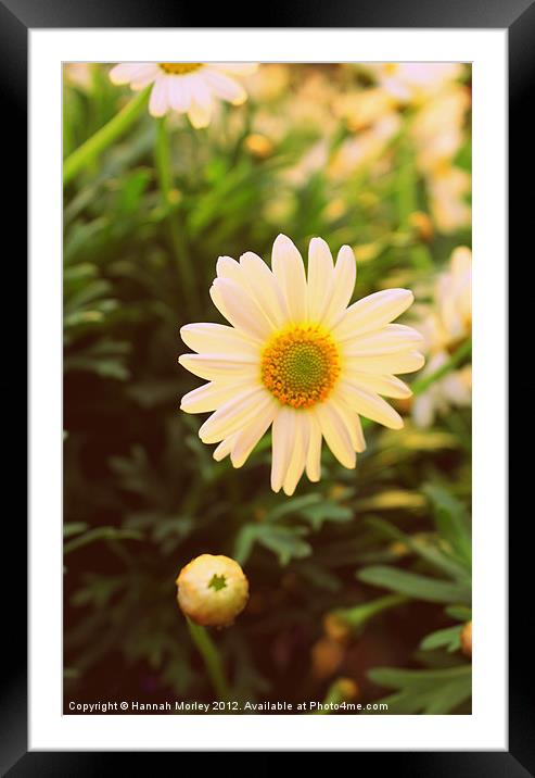 Daisy Framed Mounted Print by Hannah Morley