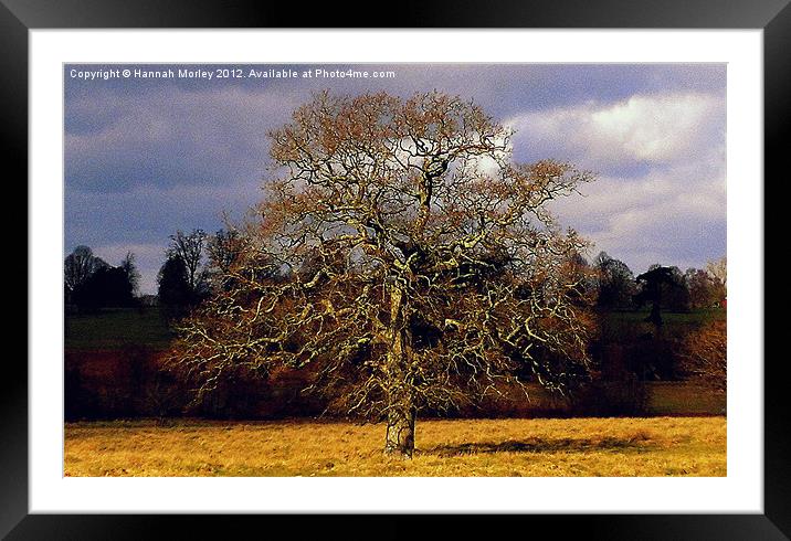 Lonely Tree Framed Mounted Print by Hannah Morley