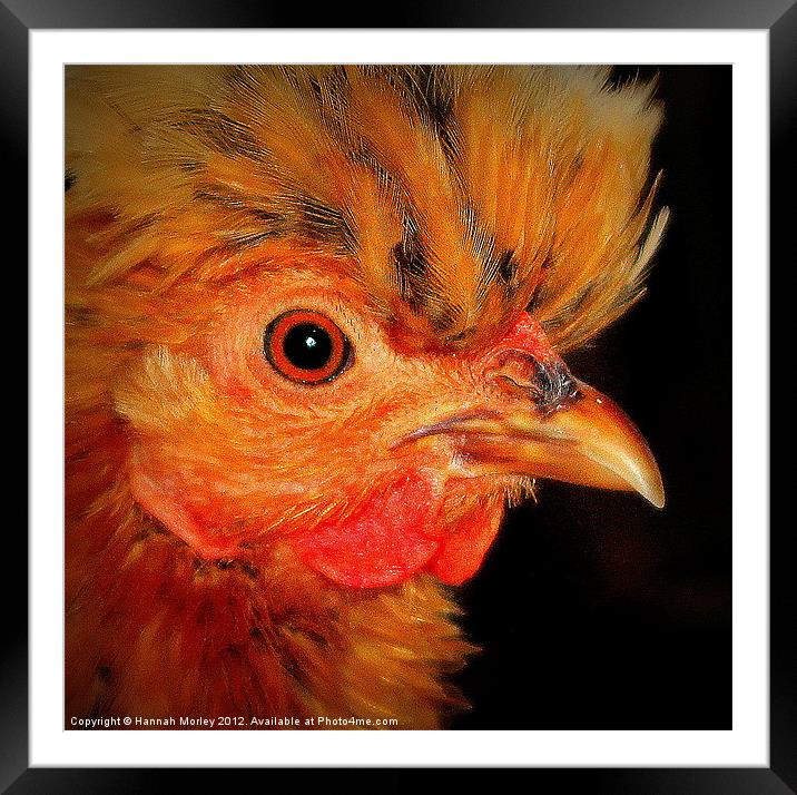 Ameraucanas Chicken Framed Mounted Print by Hannah Morley