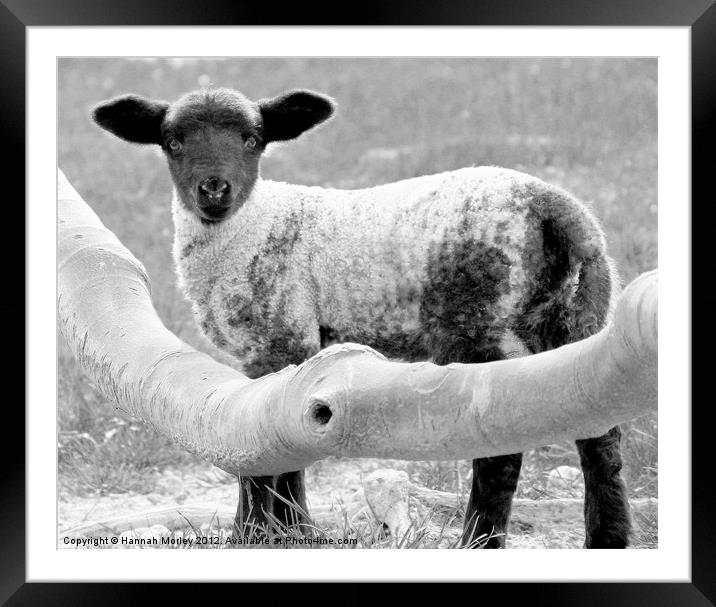 Cute Lamb Framed Mounted Print by Hannah Morley
