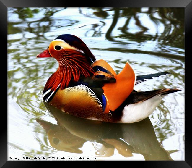 Mandarin Duck Framed Print by Hannah Morley