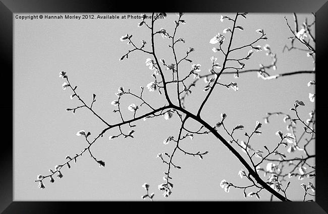 Branches Framed Print by Hannah Morley