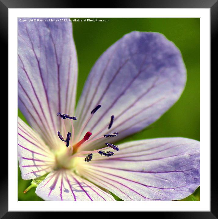 Lilac Geranium Framed Mounted Print by Hannah Morley