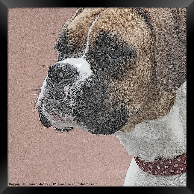 Boxer Dog Framed Print by Hannah Morley