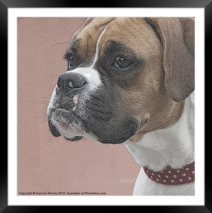 Boxer Dog Framed Mounted Print by Hannah Morley