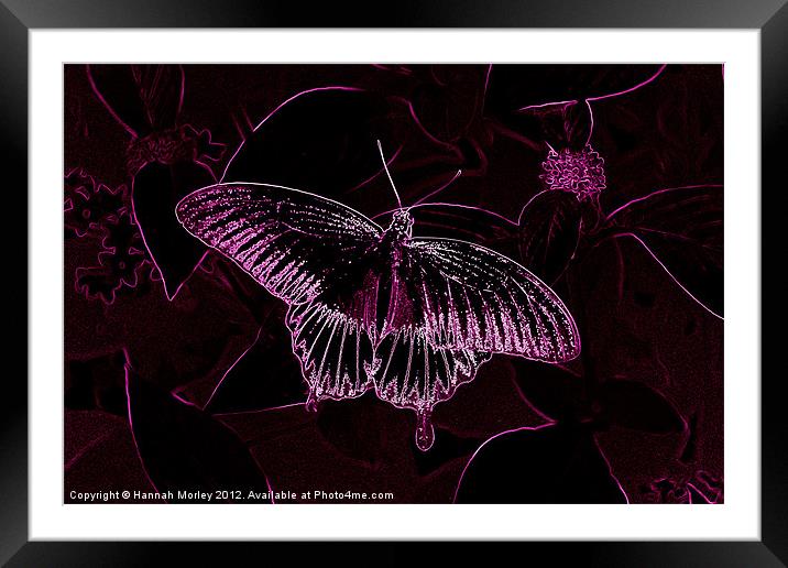 Pink Neon Butterfly Framed Mounted Print by Hannah Morley
