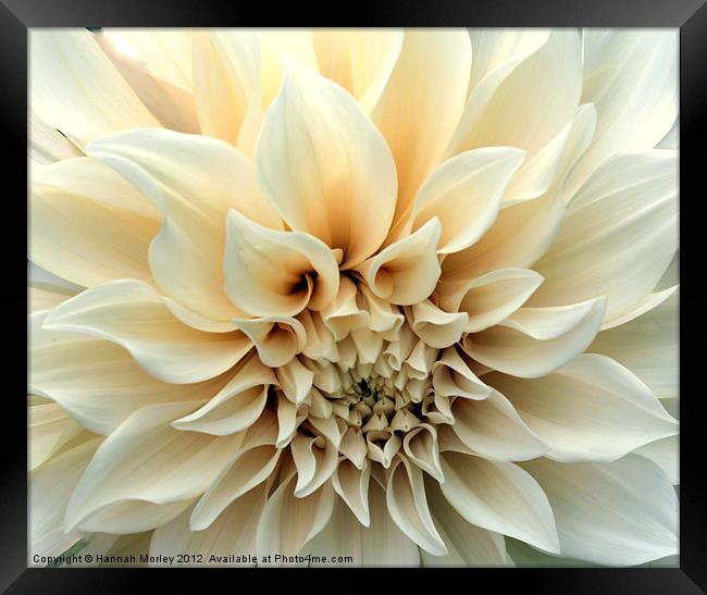 Beautiful Cream Dahlia Flower Framed Print by Hannah Morley