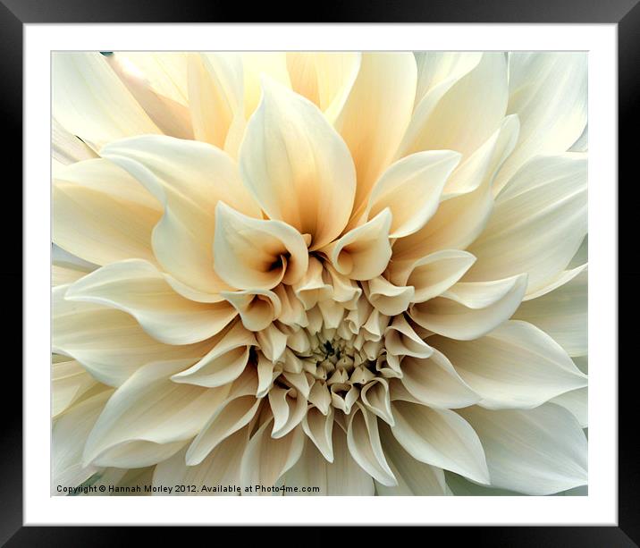 Beautiful Cream Dahlia Flower Framed Mounted Print by Hannah Morley