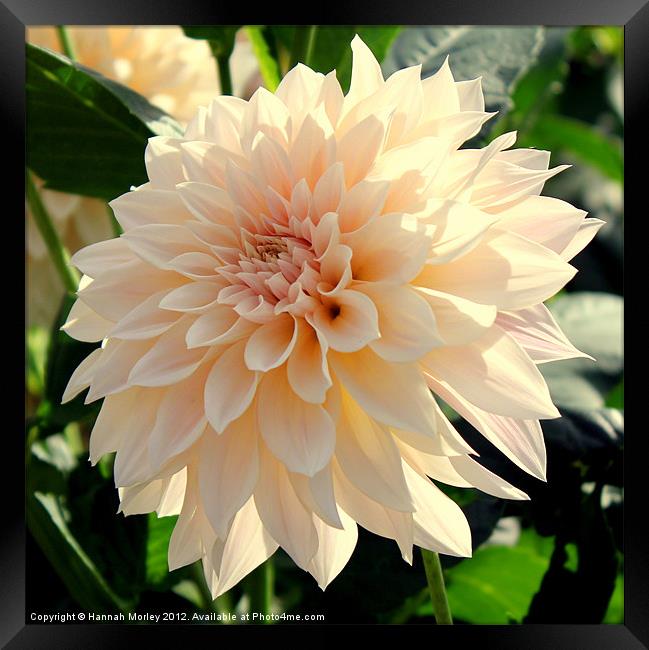 Beautiful Cream Dahlia Flower Framed Print by Hannah Morley