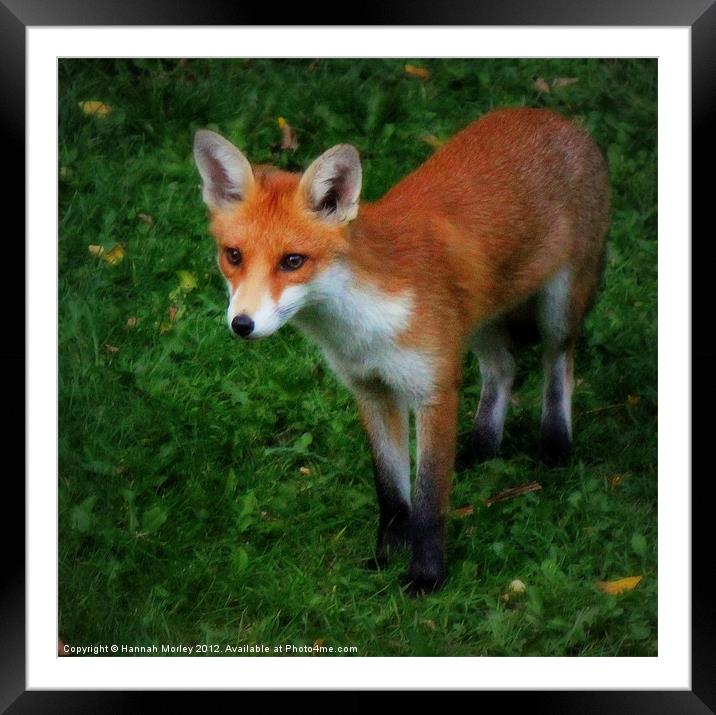 Fox Cub Framed Mounted Print by Hannah Morley