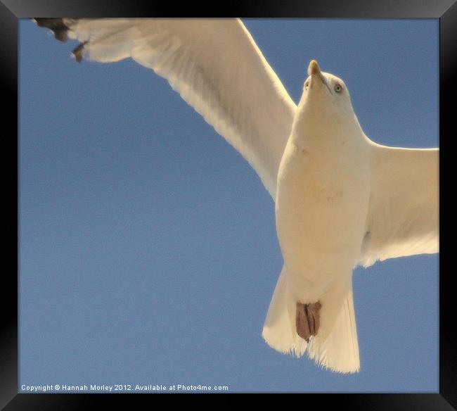 Herring Gull Framed Print by Hannah Morley