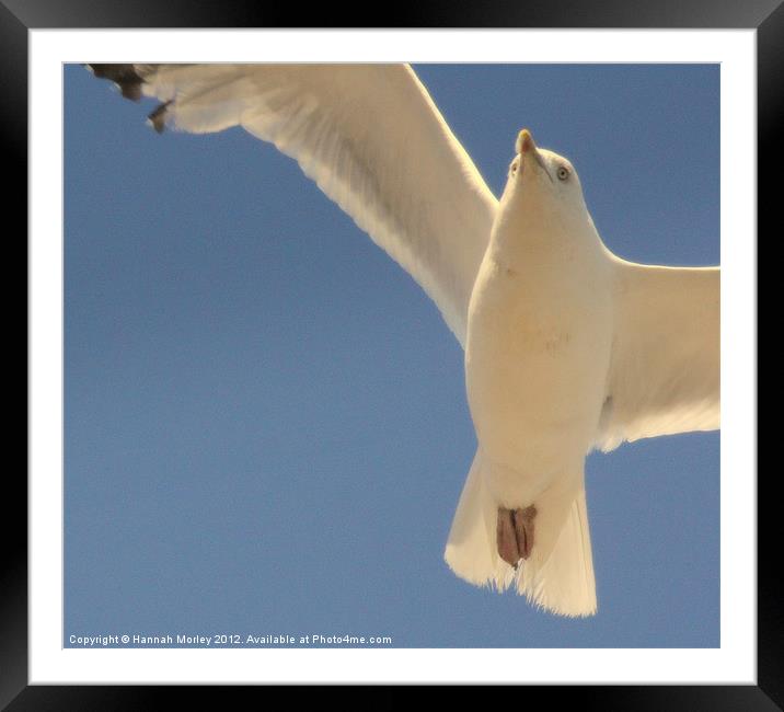 Herring Gull Framed Mounted Print by Hannah Morley