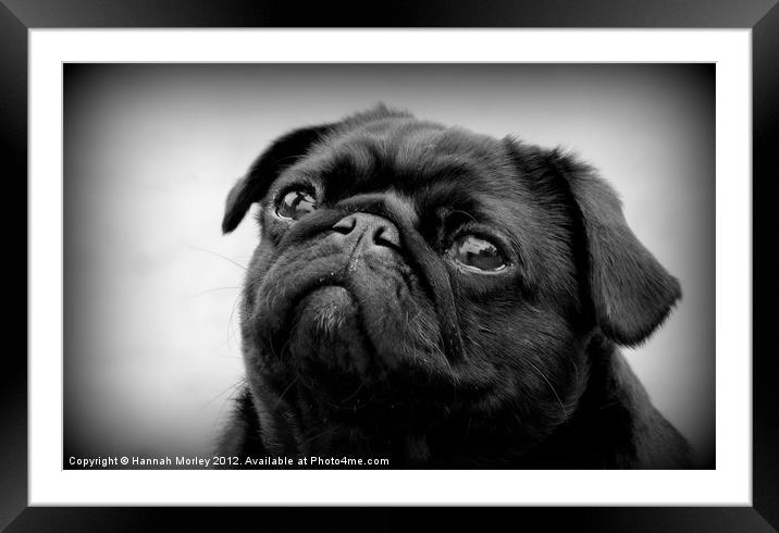 Black Pug Dog Framed Mounted Print by Hannah Morley