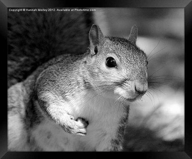 Grey Scale Grey Squirrel! Framed Print by Hannah Morley