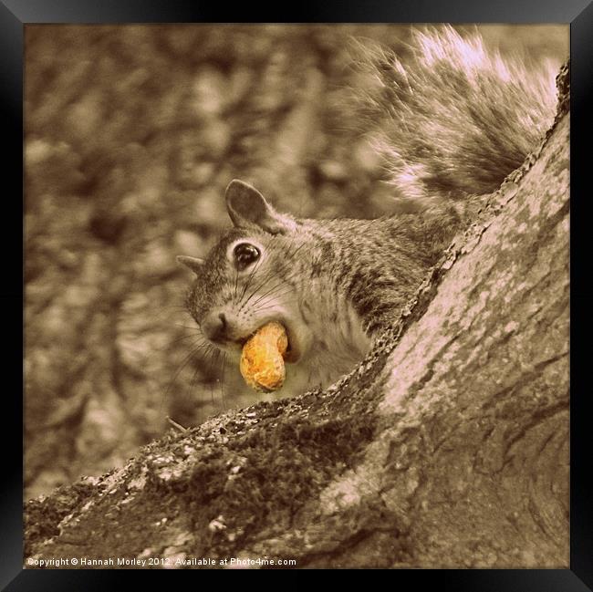 Cheeky Grey Squirrel Framed Print by Hannah Morley