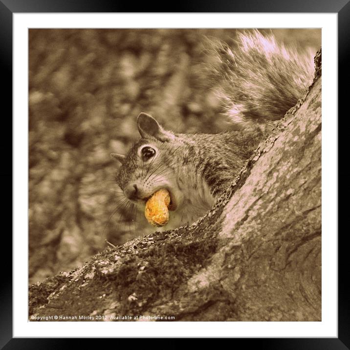 Cheeky Grey Squirrel Framed Mounted Print by Hannah Morley