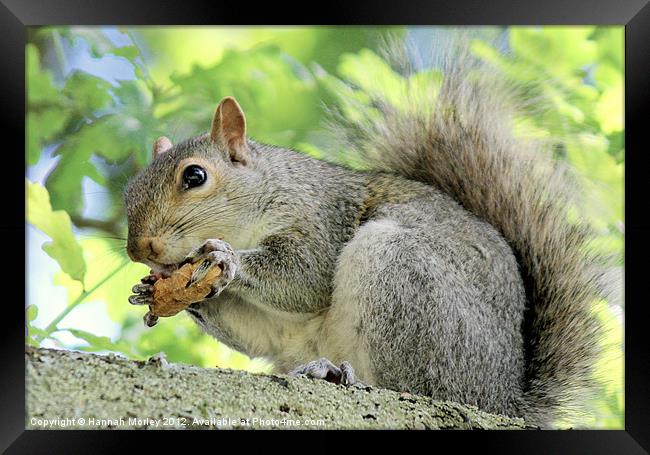 Grey Squirrel with monkey nut! Framed Print by Hannah Morley