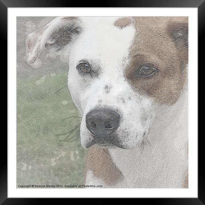 Staffordshire Bull Terrier Framed Mounted Print by Hannah Morley