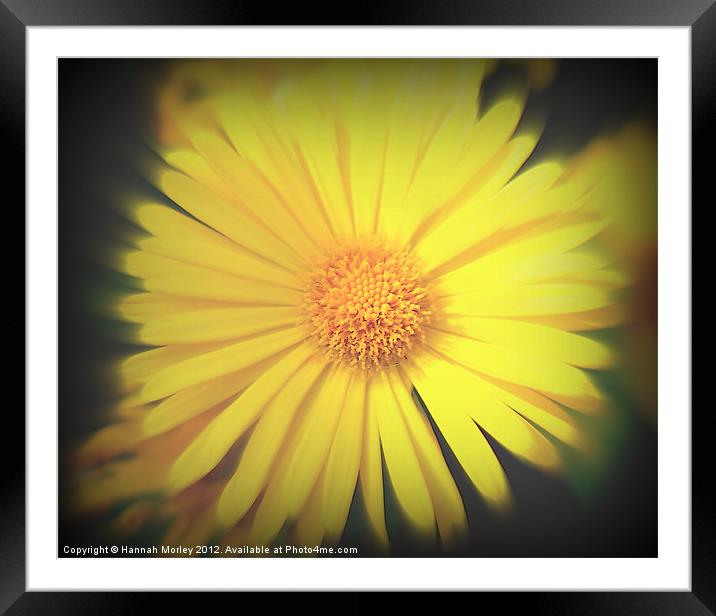 Yellow Flower Framed Mounted Print by Hannah Morley