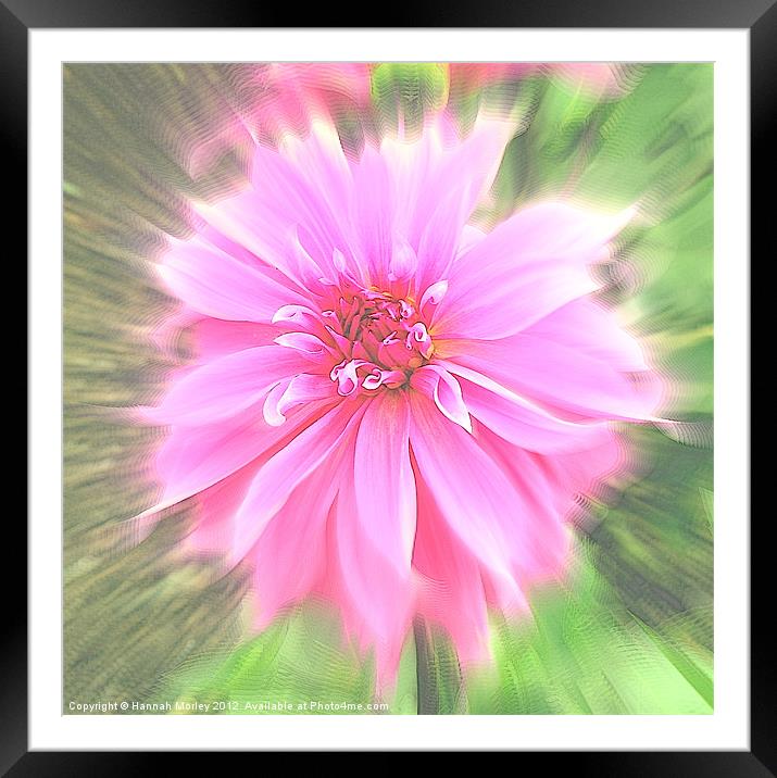 Pink Dahlia Framed Mounted Print by Hannah Morley
