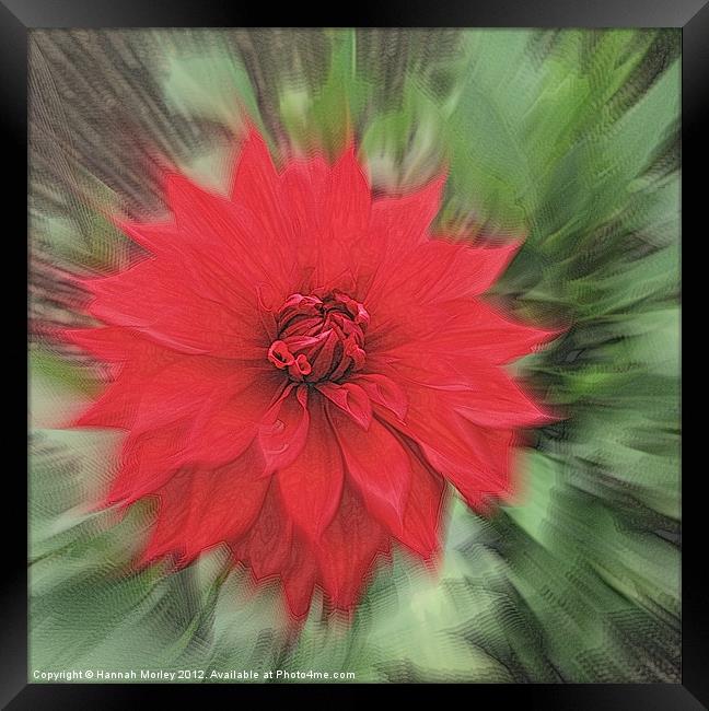 Red Dahlia Framed Print by Hannah Morley