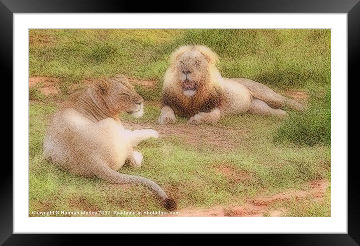 Lion Couple Framed Mounted Print by Hannah Morley