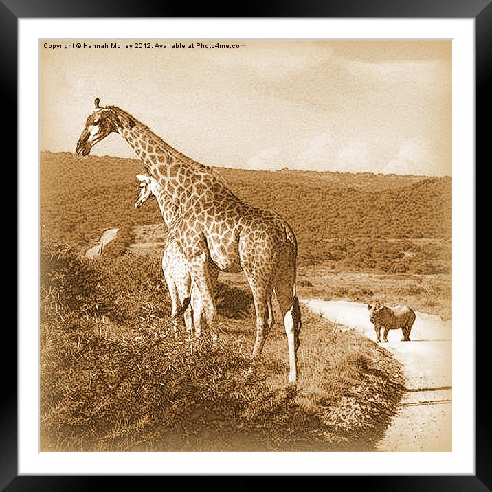Giraffe & White Rhino Framed Mounted Print by Hannah Morley