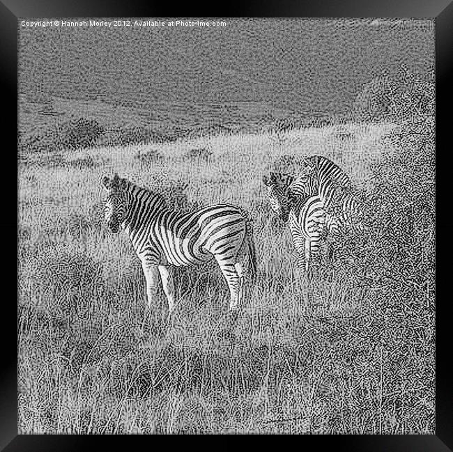 Zebra Framed Print by Hannah Morley