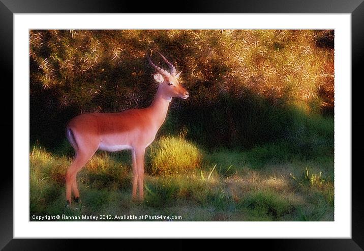 Springbok Framed Mounted Print by Hannah Morley