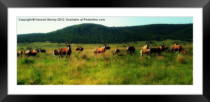 Herd of Bontebok Framed Mounted Print by Hannah Morley