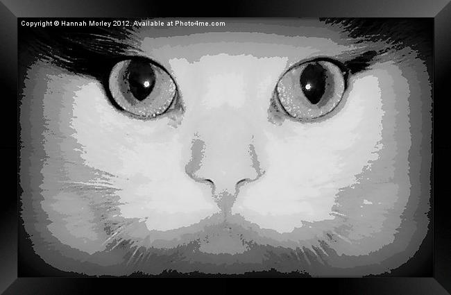 Cats Eyes Framed Print by Hannah Morley