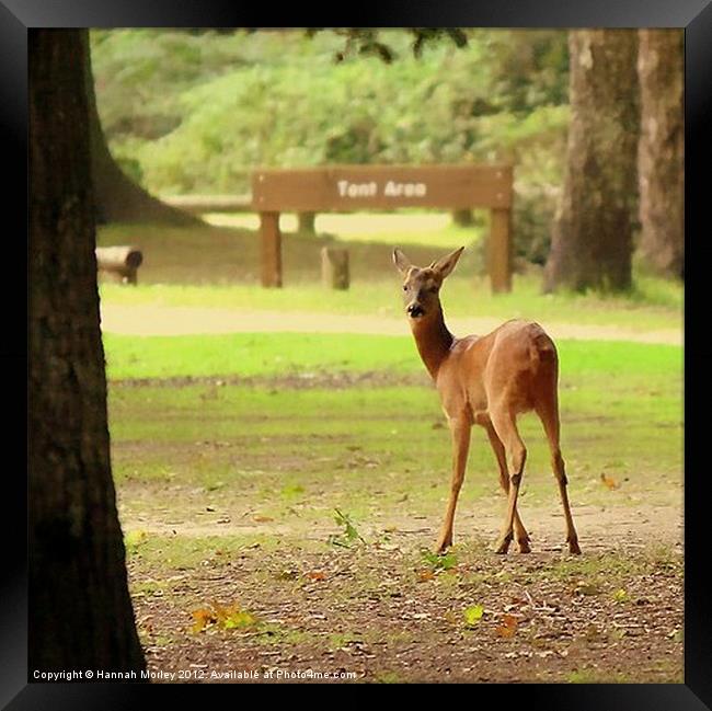 Doe a Deer Framed Print by Hannah Morley