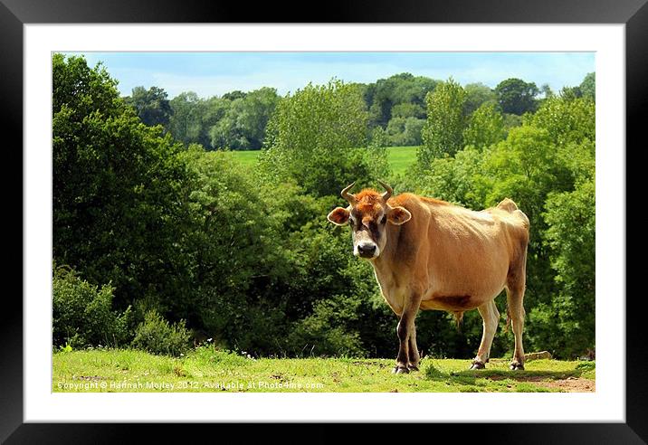 Jersey Cow Framed Mounted Print by Hannah Morley