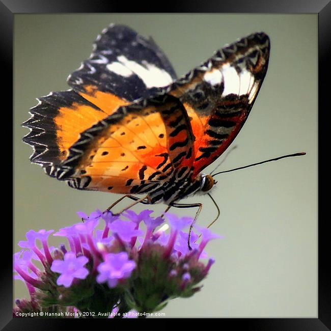 Orange Butterfly Framed Print by Hannah Morley