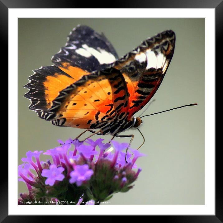 Orange Butterfly Framed Mounted Print by Hannah Morley