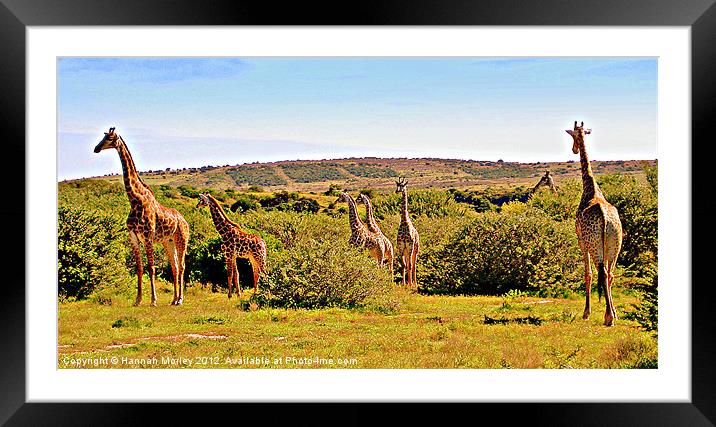 A Tower of Giraffes Framed Mounted Print by Hannah Morley