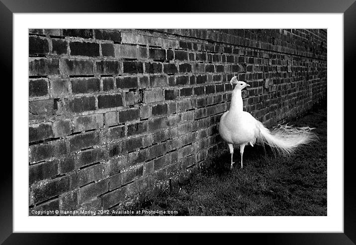 White Peacock Framed Mounted Print by Hannah Morley