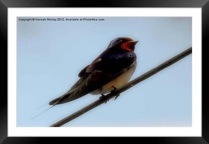 Barn Swallow Framed Mounted Print by Hannah Morley