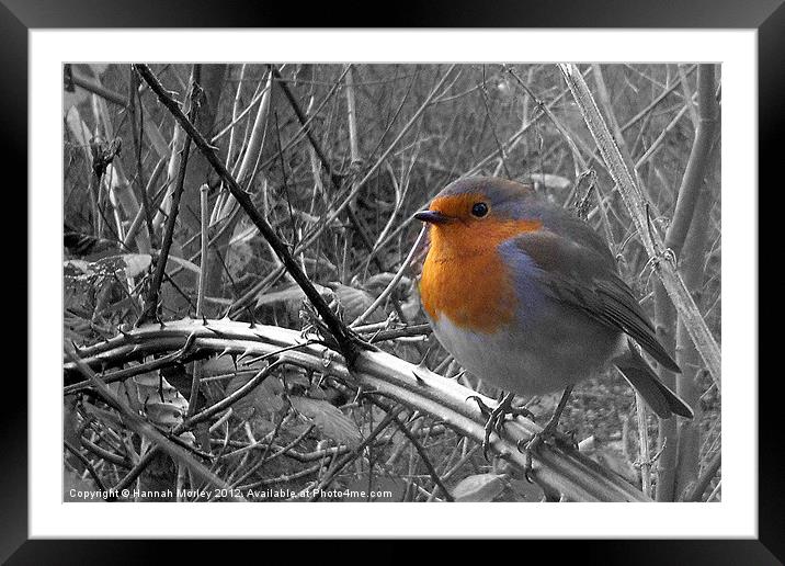 Robin Red-Breast Framed Mounted Print by Hannah Morley