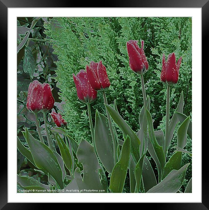 Red Tulips Framed Mounted Print by Hannah Morley